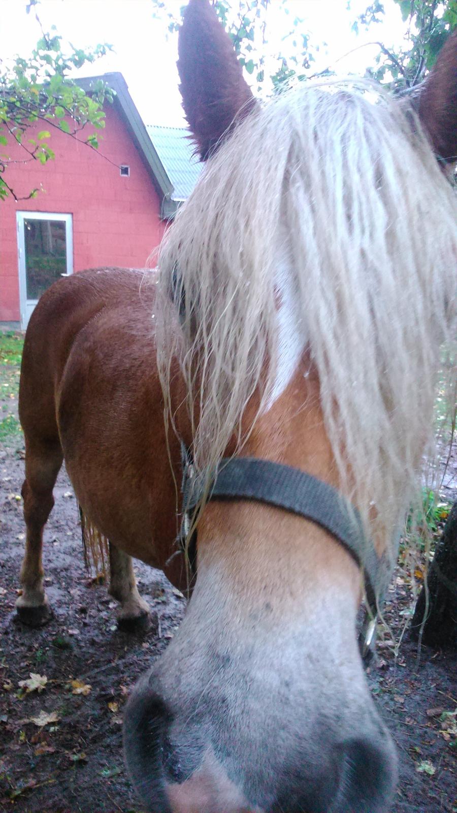 Haflinger Kornela billede 5