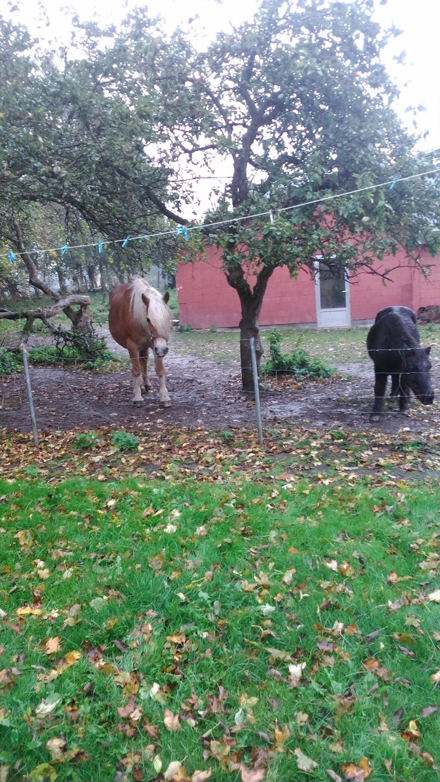 Haflinger Kornela billede 7