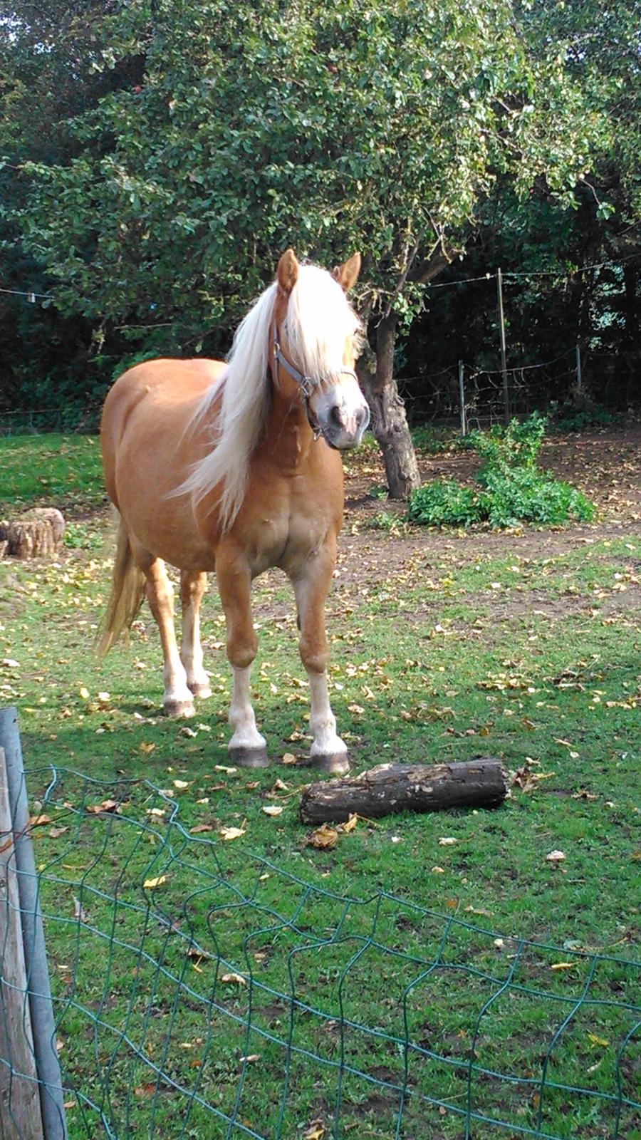 Haflinger Kornela - Velkommen til Kornelas profil<33 billede 1