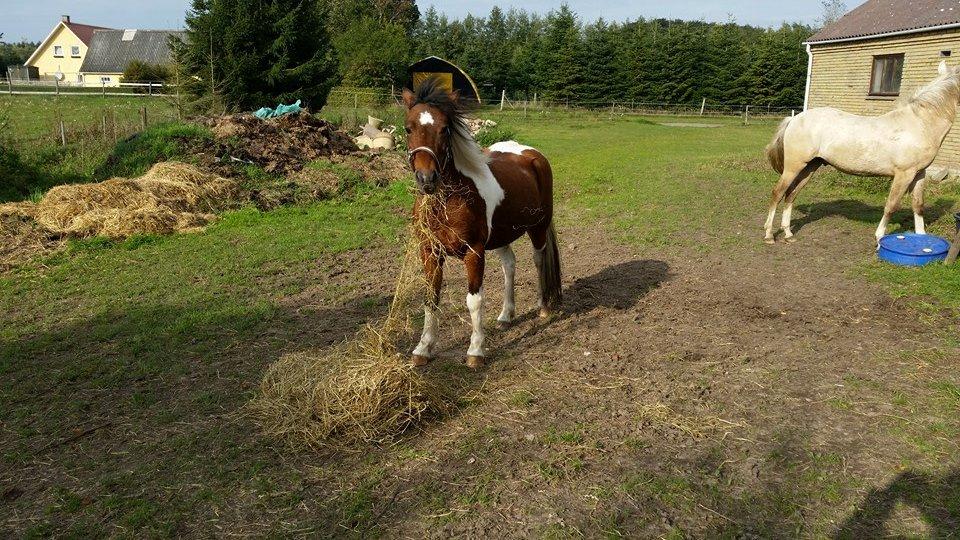 Pinto Mosegårdens Eddieson Fox (Baby) - Billeder ved den nye ejer, kommer sku til at savne ham<33  billede 19
