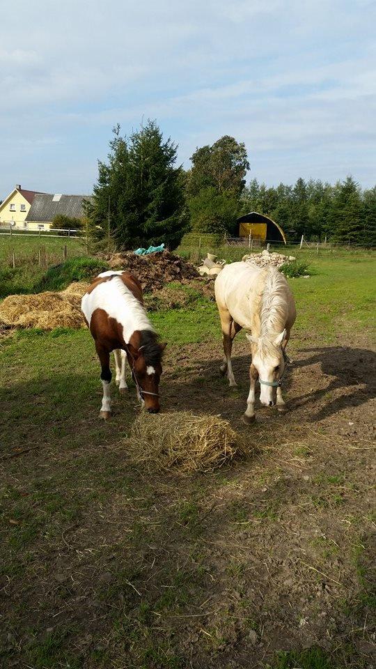 Pinto Mosegårdens Eddieson Fox (Baby) - Fox og hans nye kammerat ved den nye ejer:')<3 billede 20