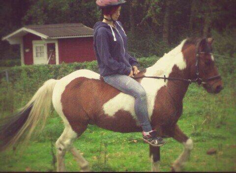 Pinto Mosegårdens Eddieson Fox (Baby) - Det eneste og sideste ridebillede jeg har med ham<33  billede 17