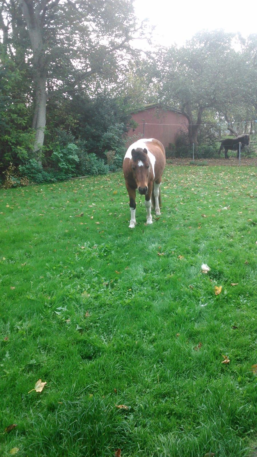 Pinto Mosegårdens Eddieson Fox (Baby) - Halloo mor hvad kigger du på?<3 billede 18