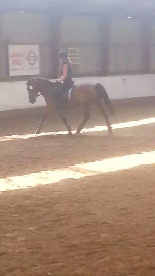 Anden særlig race Beauty billede 5