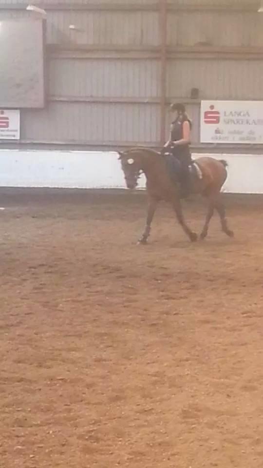 Anden særlig race Beauty billede 2