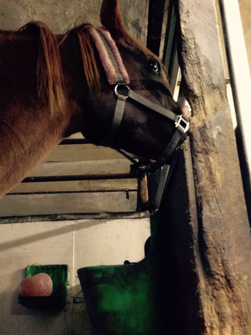 Arabisk fuldblod (OX) Dancer <3 billede 8