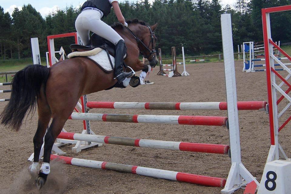 Anden særlig race Beauty - 80 cm stævne sommeren 2014 billede 7