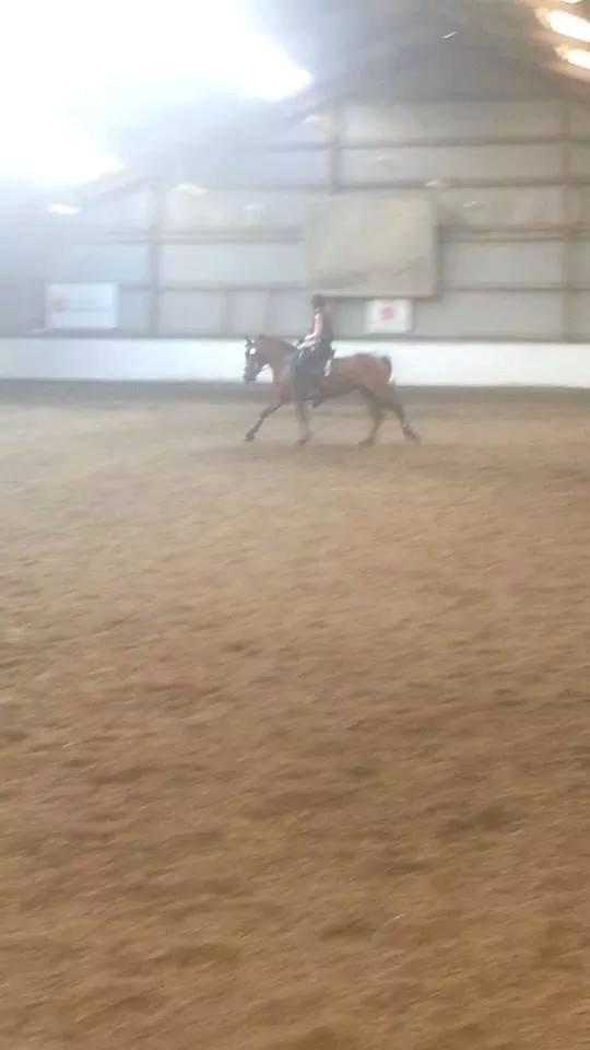 Anden særlig race Beauty billede 6