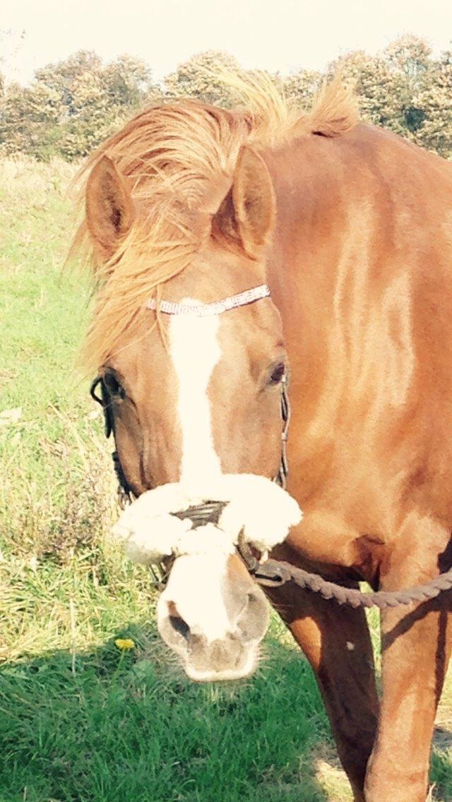 Arabisk fuldblod (OX) Dancer <3 billede 16