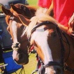 Arabisk fuldblod (OX) Dancer <3 billede 19