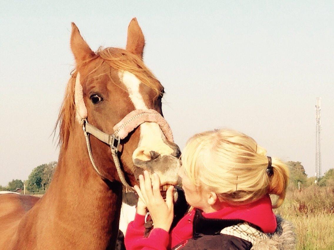 Arabisk fuldblod (OX) Dancer <3 billede 17