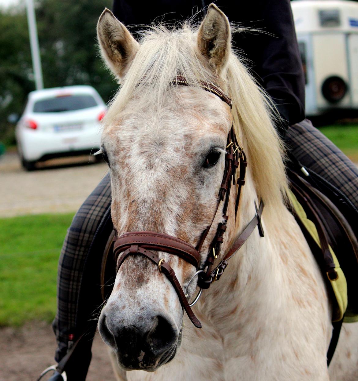 Anden særlig race Bailey billede 22