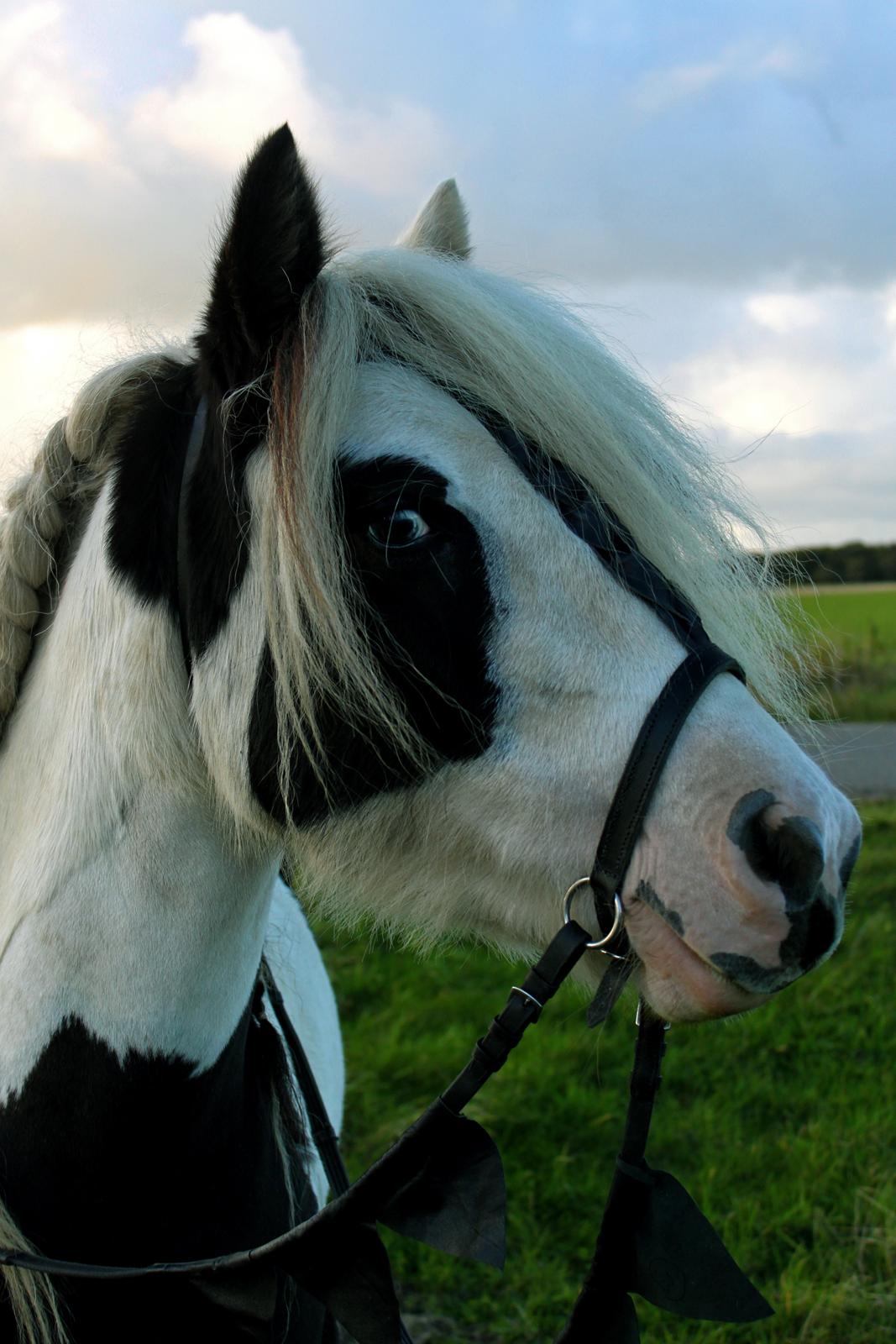 Irish Cob Willow Of Titans billede 1