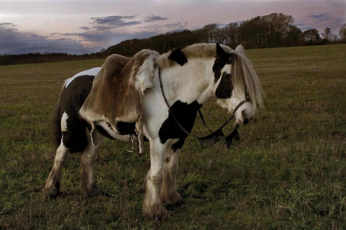 Irish Cob Willow Of Titans billede 4