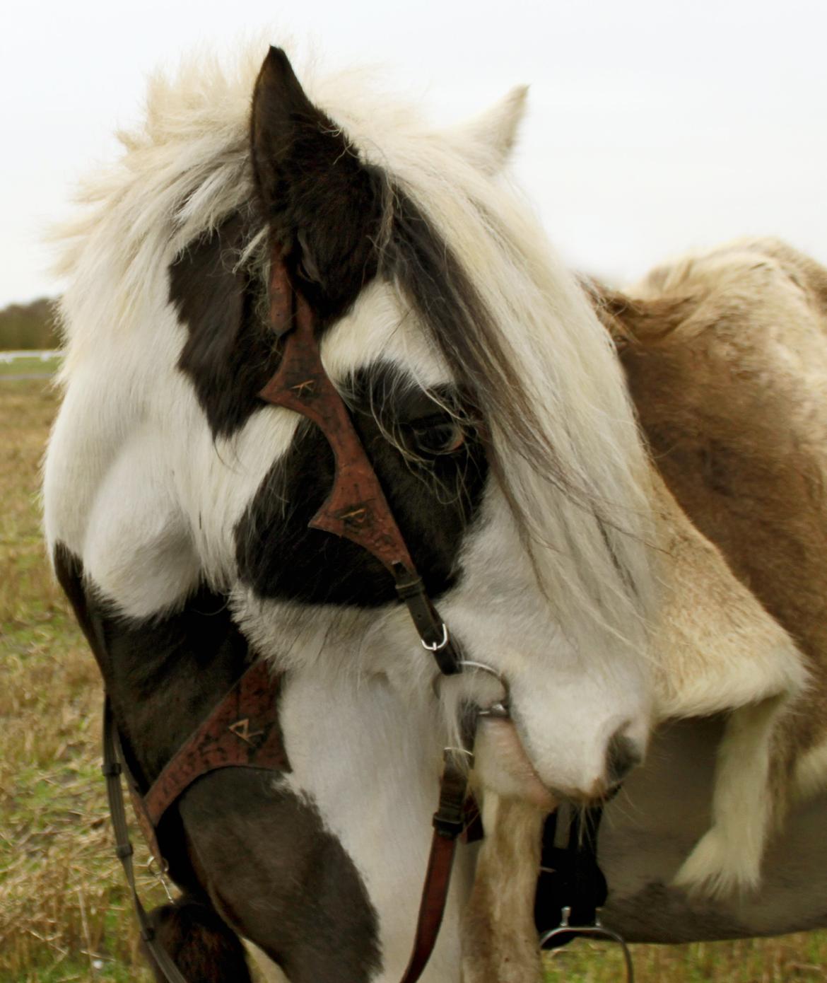 Irish Cob Willow Of Titans billede 3