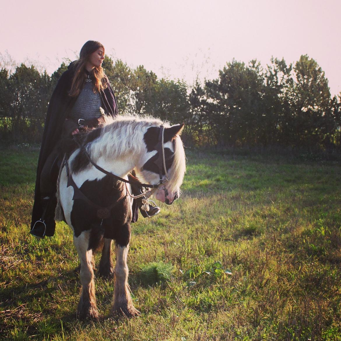 Irish Cob Willow Of Titans billede 6