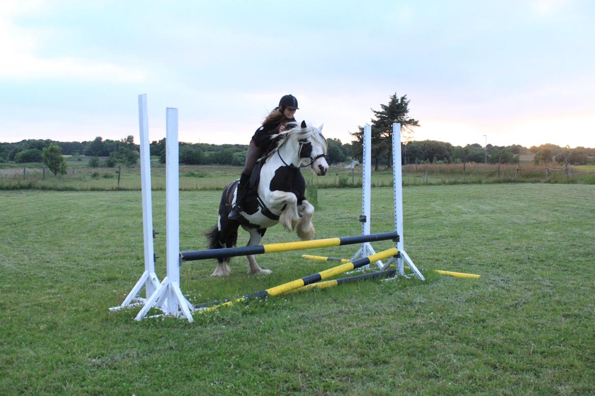 Irish Cob Willow Of Titans billede 12