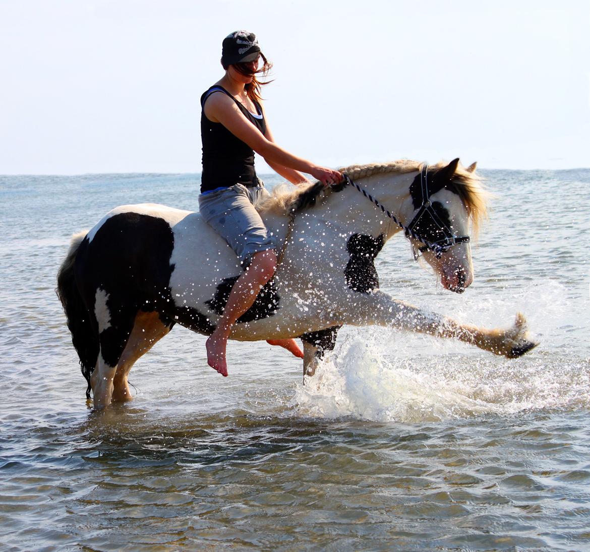 Irish Cob Willow Of Titans billede 16