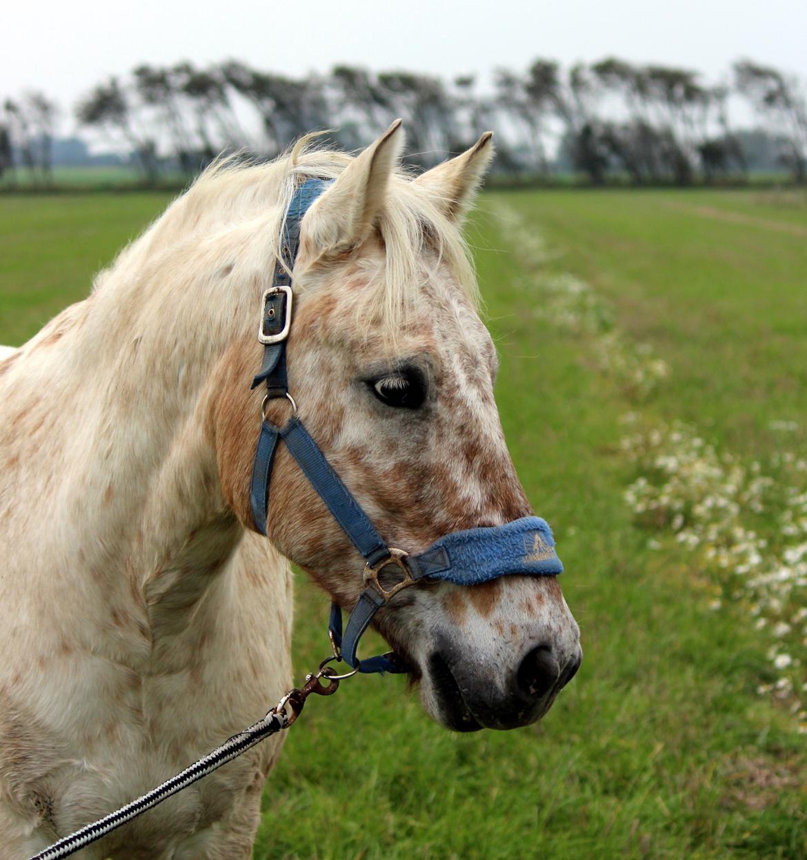 Anden særlig race Bailey billede 3