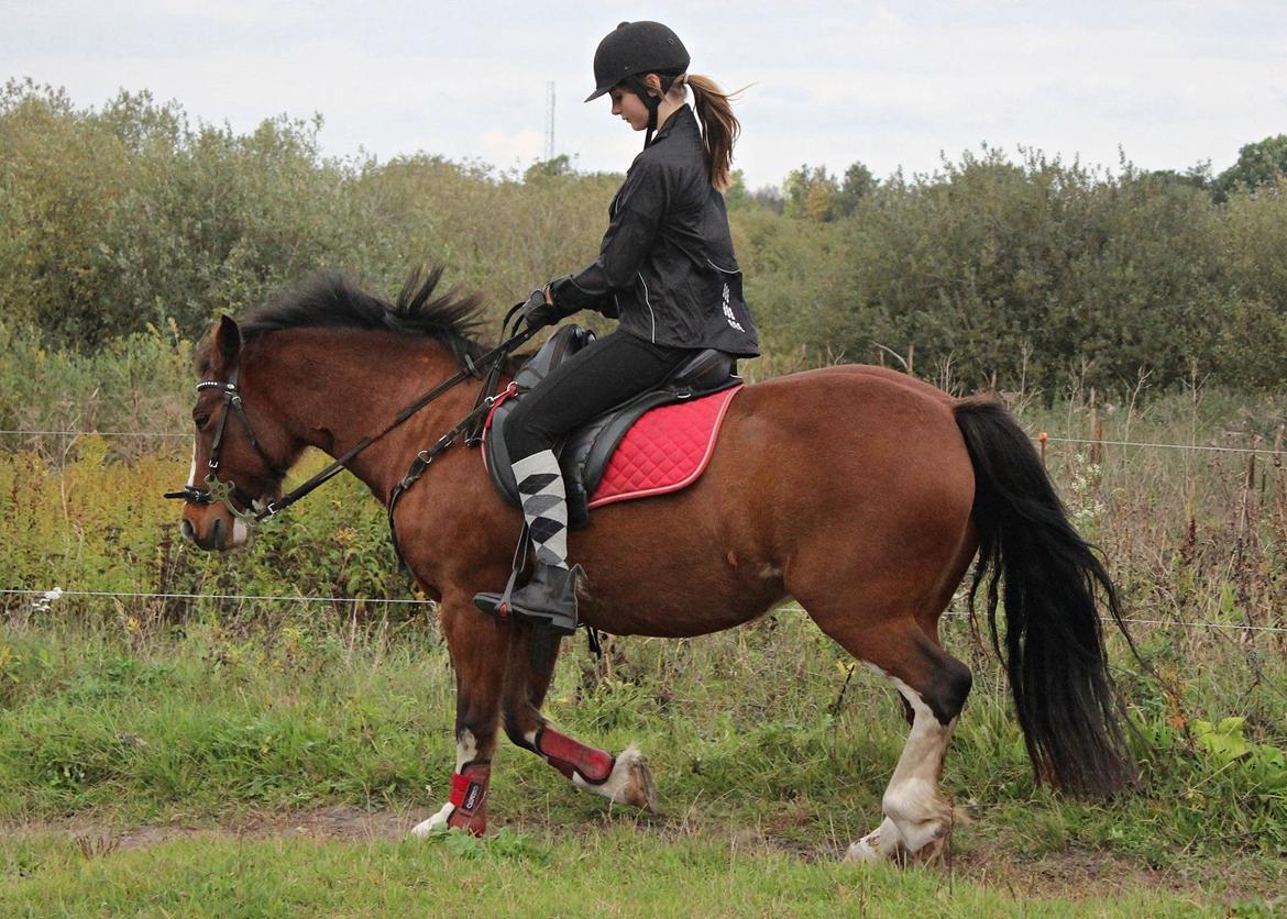 Anden særlig race Hesdalskærs Victoria <3 billede 1