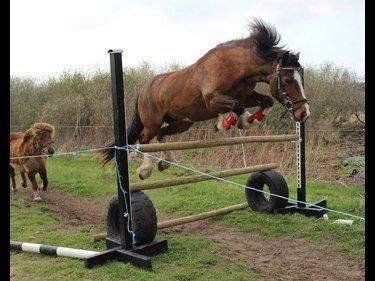 Anden særlig race Hesdalskærs Victoria <3 billede 4