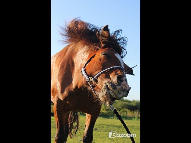 Anden særlig race Hesdalskærs Victoria <3 billede 5