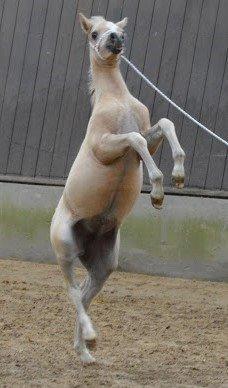 Welsh Mountain (sec A) pinkie pie - følskuet :) billede 32