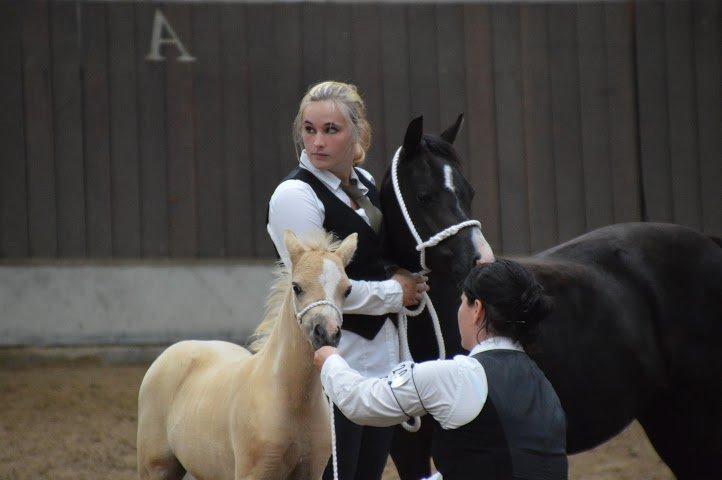 Welsh Mountain (sec A) pinkie pie billede 33