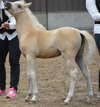 Welsh Mountain (sec A) pinkie pie billede 34