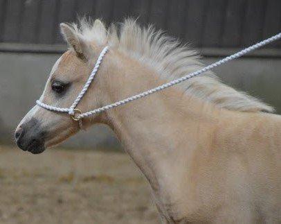 Welsh Mountain (sec A) pinkie pie billede 35