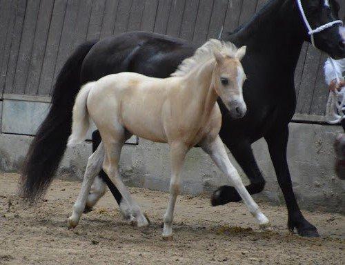 Welsh Mountain (sec A) pinkie pie billede 36