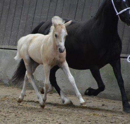 Welsh Mountain (sec A) pinkie pie billede 37