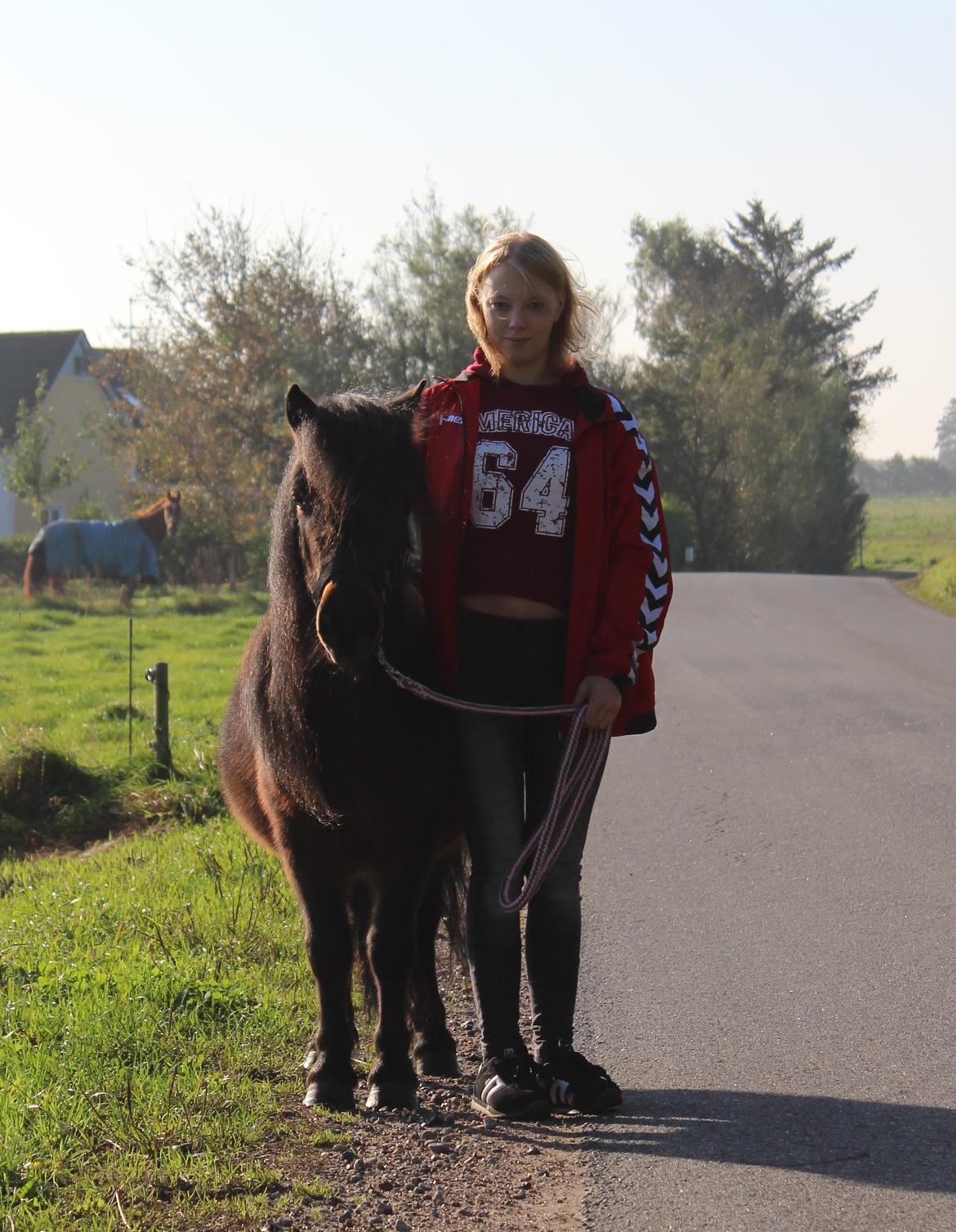 Shetlænder Ejstrups Amaya (Flicka) billede 1