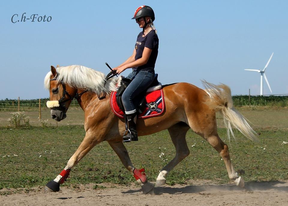 Haflinger Bella i cypressegård - Dressurtræning taget af Emilie Olsen billede 17