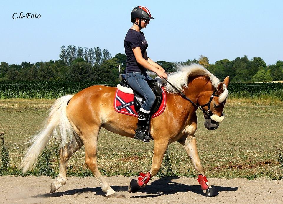 Haflinger Bella i cypressegård - Dressurtræning taget af Emilie Olsen billede 18