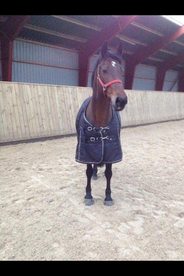 Hollandsk Sportspony Sandy billede 11