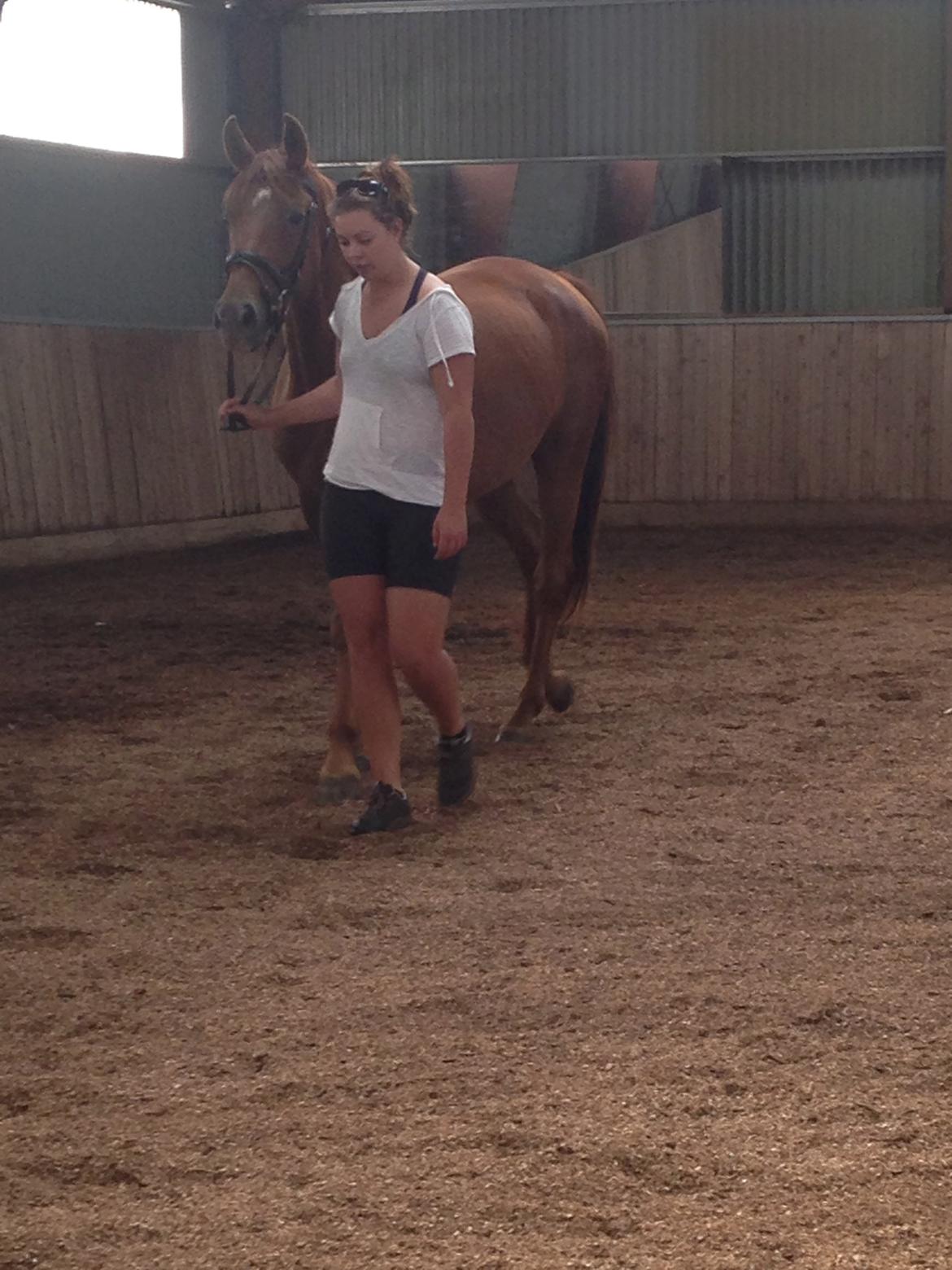 Tysk Oldenburger First Romance (tidl. I ridning) billede 2