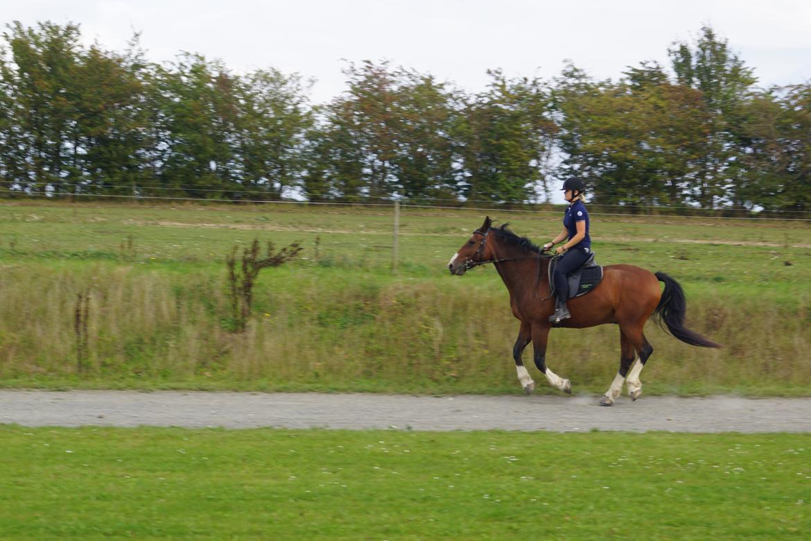 Oldenborg Roland - Første galop<3 billede 13