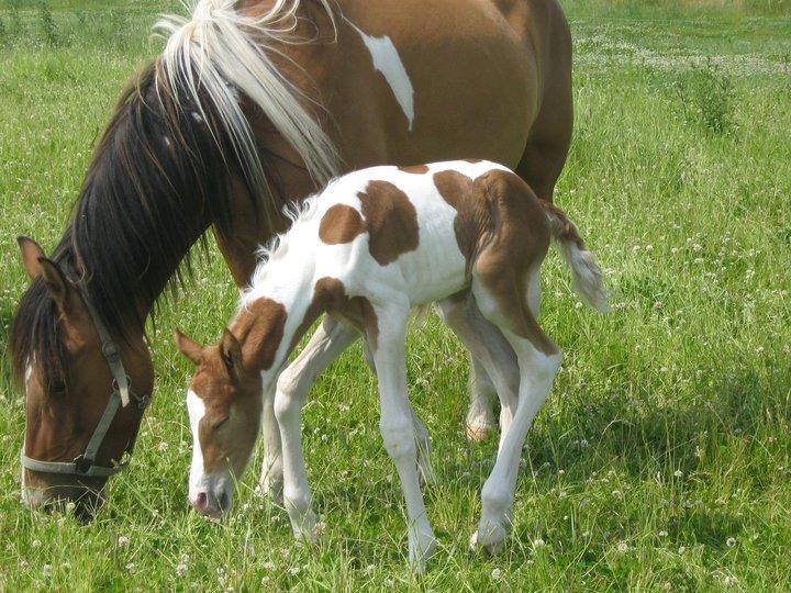 Pinto Amazing Apache billede 3