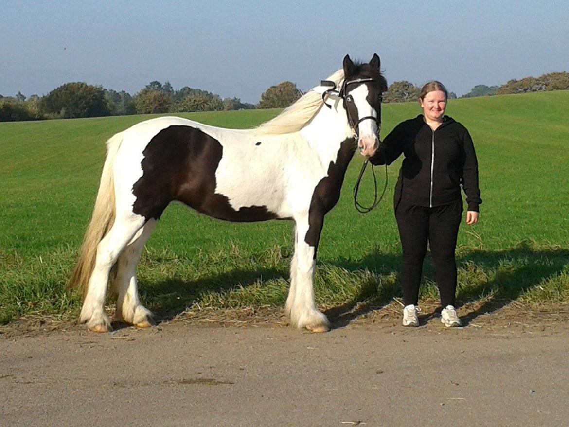 Tinker Skovbakkens Maggi May - Efterårskåring i DTF 2014. Maggi med sin fine 2. premium rosette, som man ikke kan se for vinden! billede 8