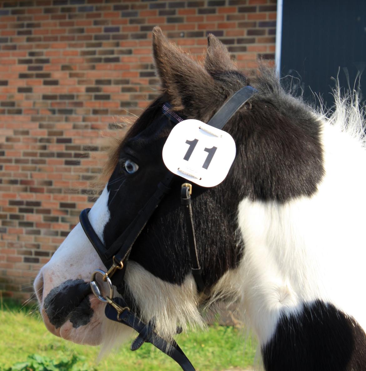 Tinker Skovbakkens Maggi May - Inden vi skal for dommerne på hård bund. billede 15