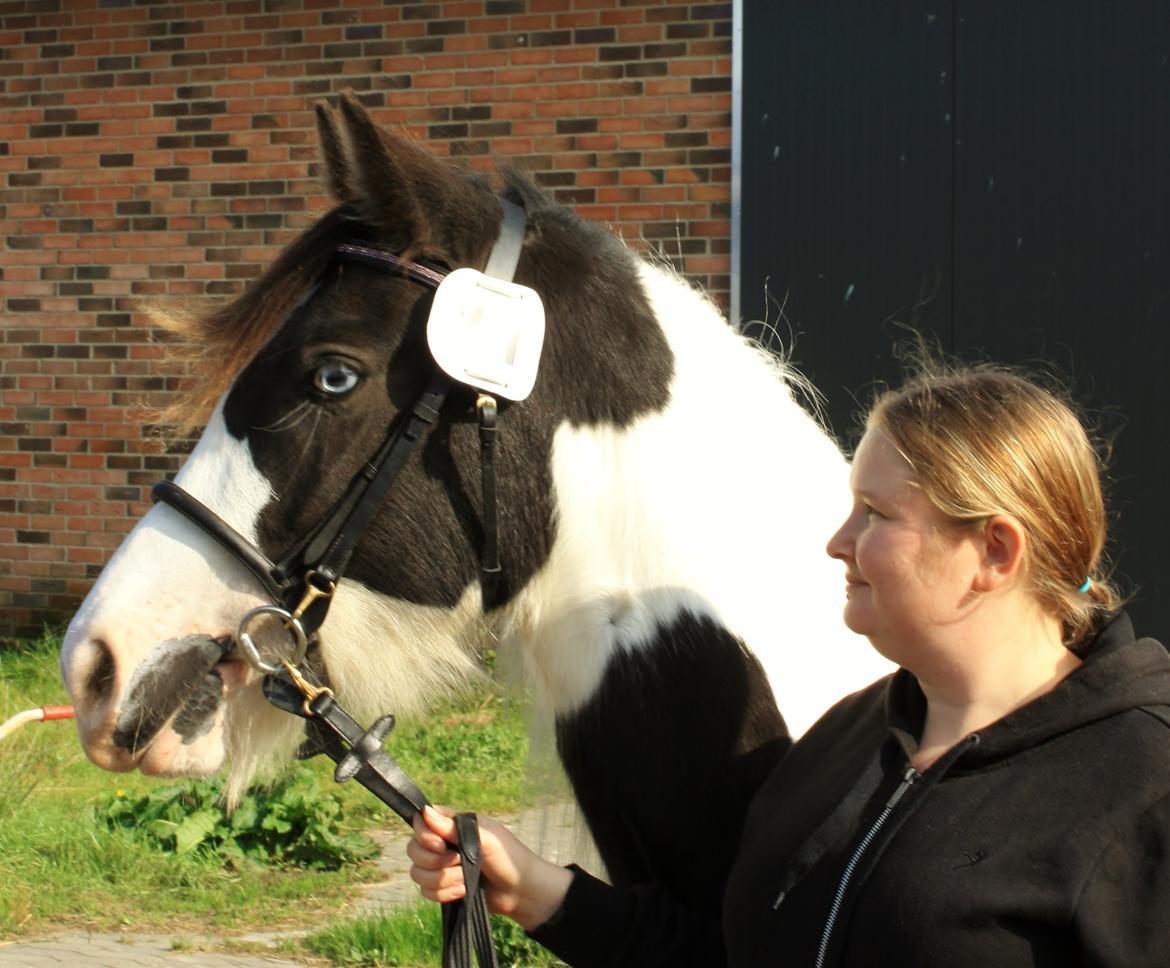 Tinker Skovbakkens Maggi May - Inden vi skal for dommerne på hård bund. billede 10