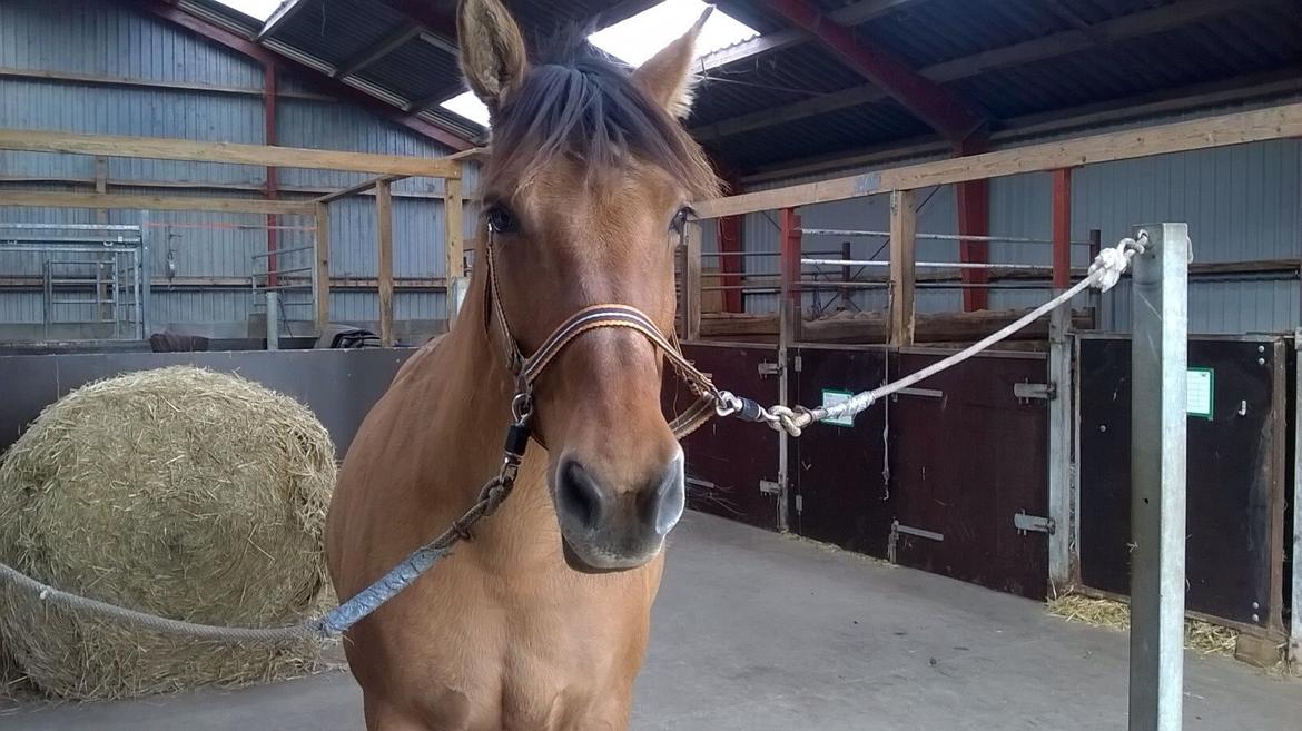 Anden særlig race Naja billede 14