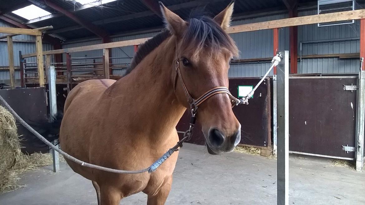 Anden særlig race Naja billede 15