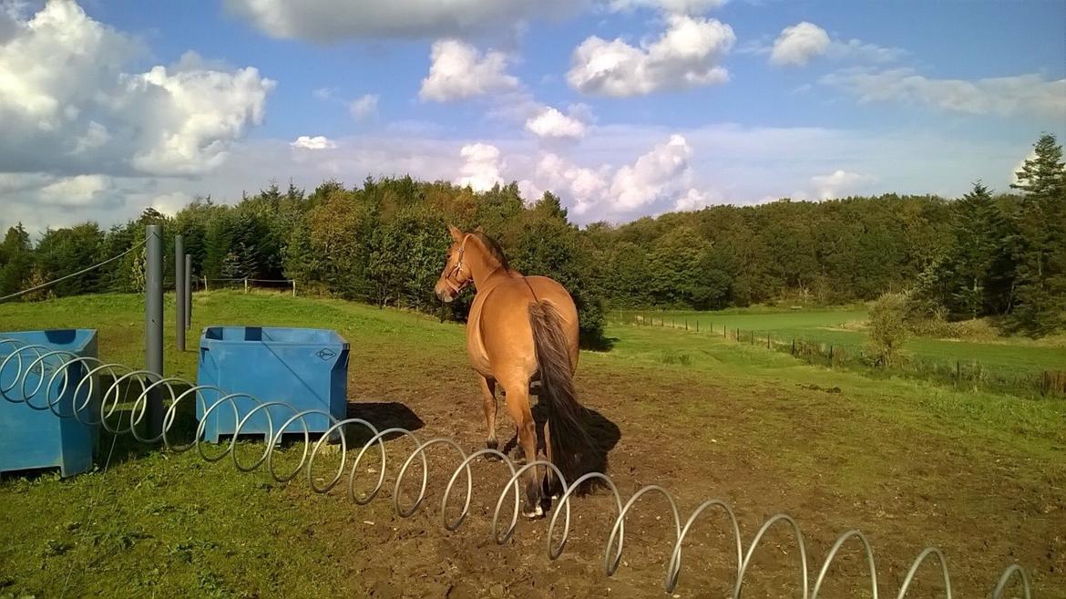 Anden særlig race Naja billede 16