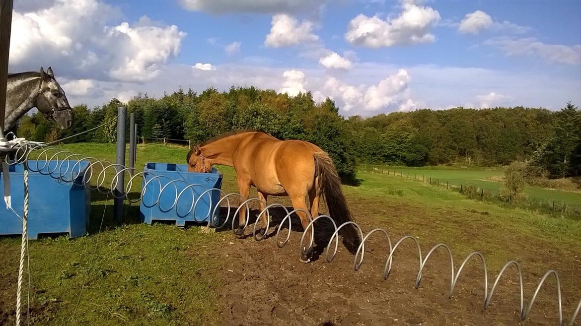 Anden særlig race Naja billede 17