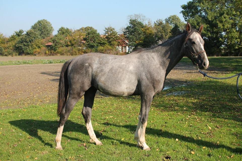 Dansk Varmblod Quality Sun AX  HINGST billede 11