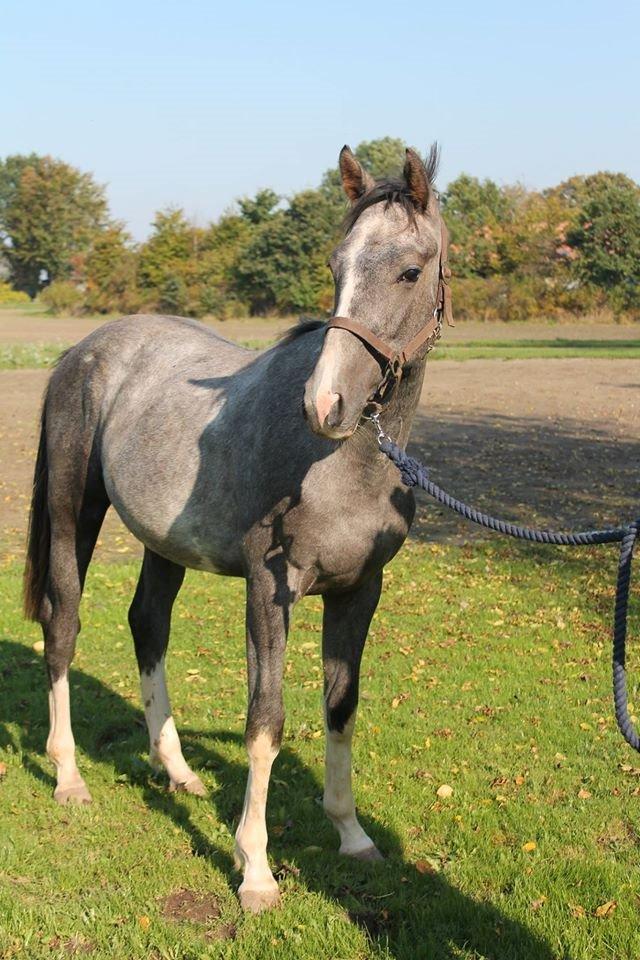 Dansk Varmblod Quality Sun AX  HINGST billede 4