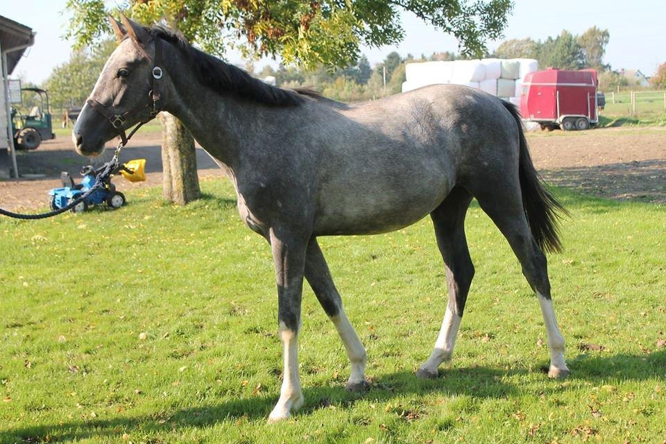 Dansk Varmblod Quality Sun AX  HINGST billede 6