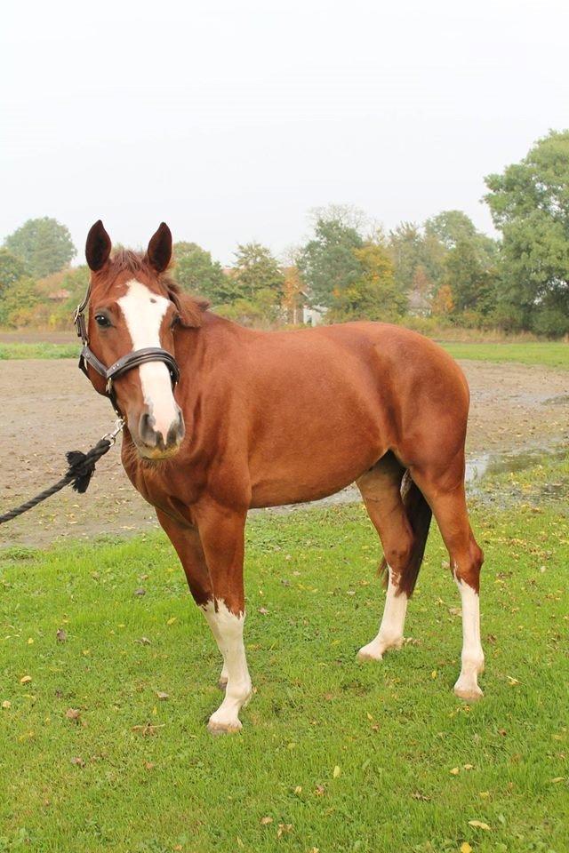 Dansk Varmblod Skavhøjs Chad F billede 11